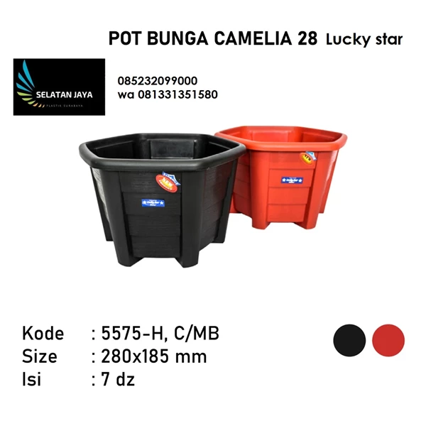 Camellia plastic pot 28 code 5575 H Lucky Star